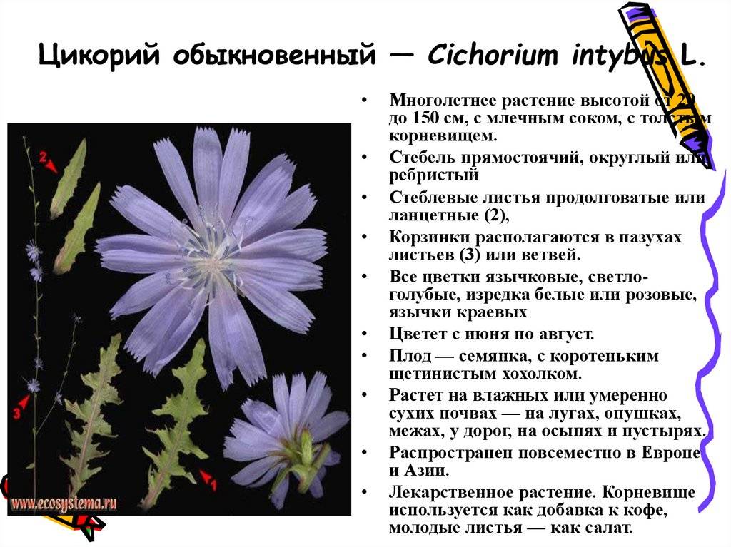 Цикорий – лекарственное растение, полезные свойства