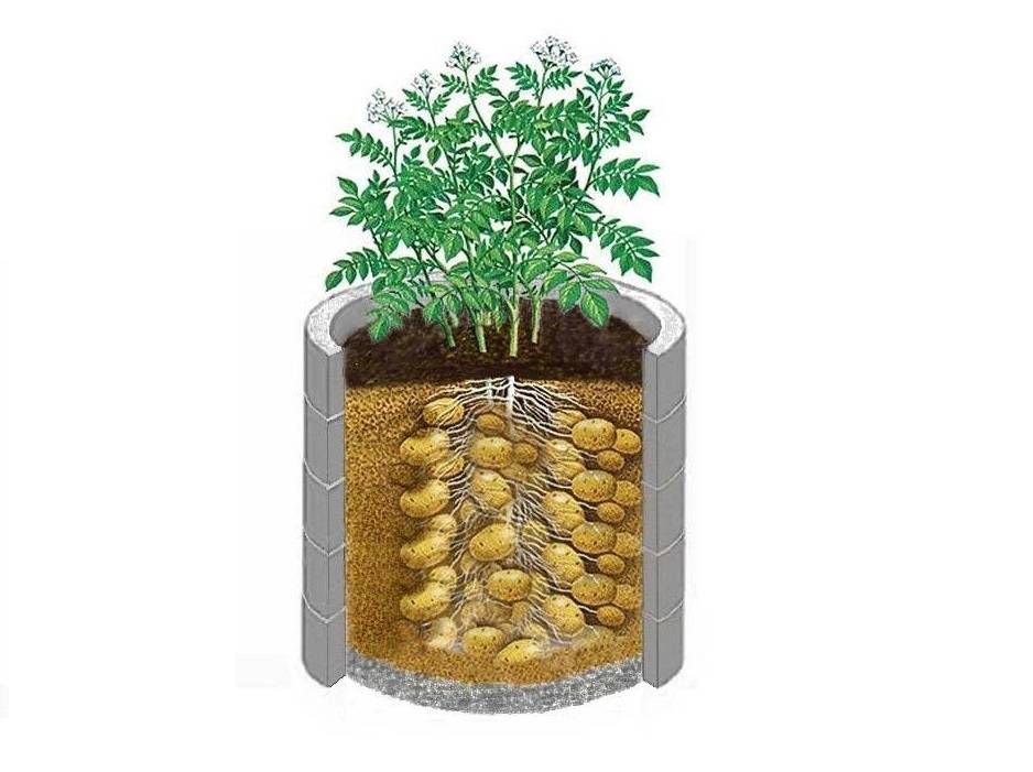 Выращивание картофеля в мешках: инструкция, секреты и советы + видео