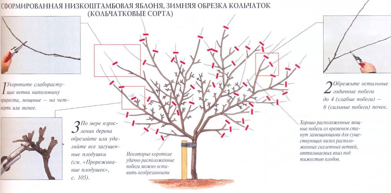 Почему яблоня цветет, но не плодоносит?