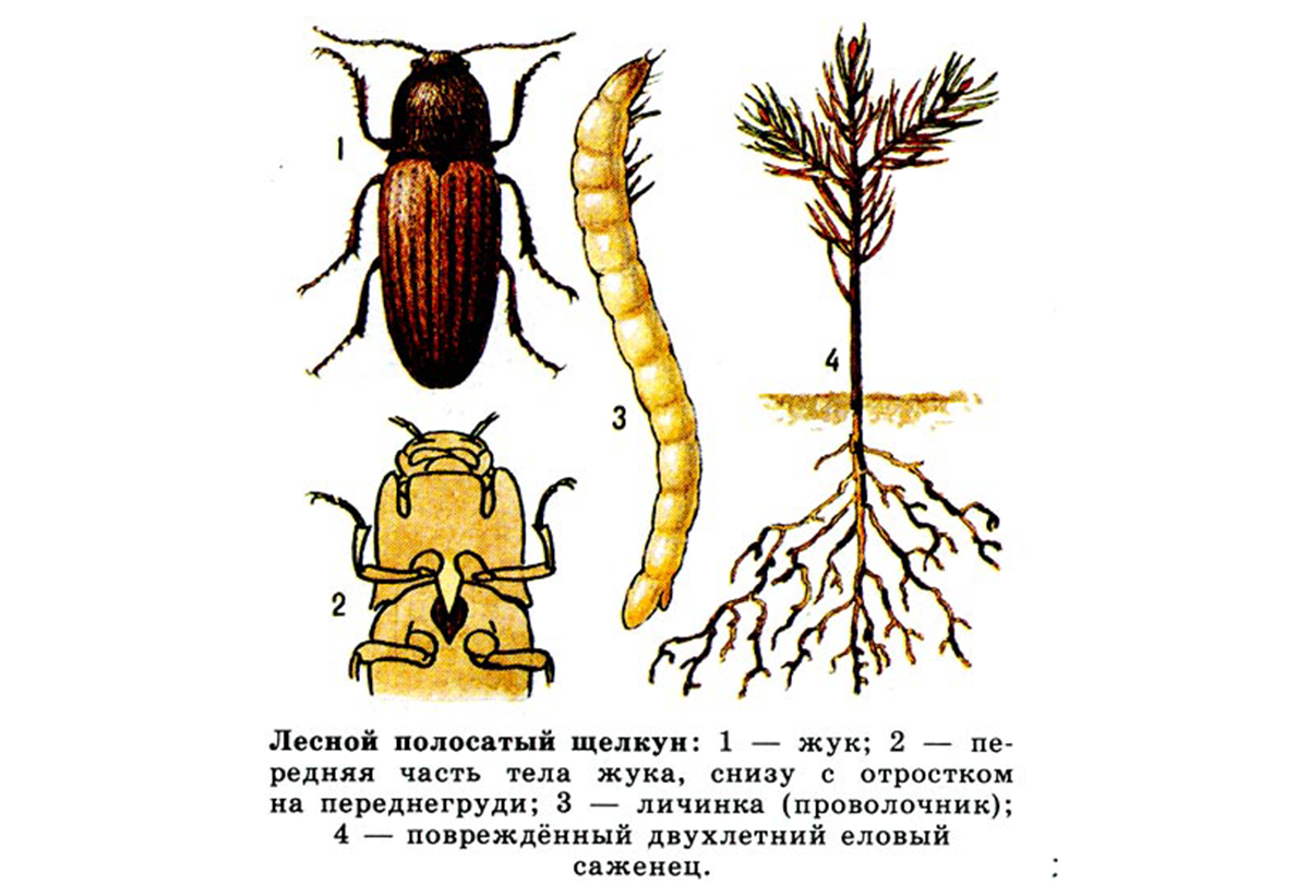 Жук щелкун проволочник картинки