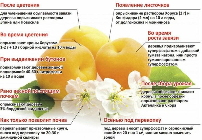 О подкормке абрикоса весной и летом: часто ли поливать, чем удобрять