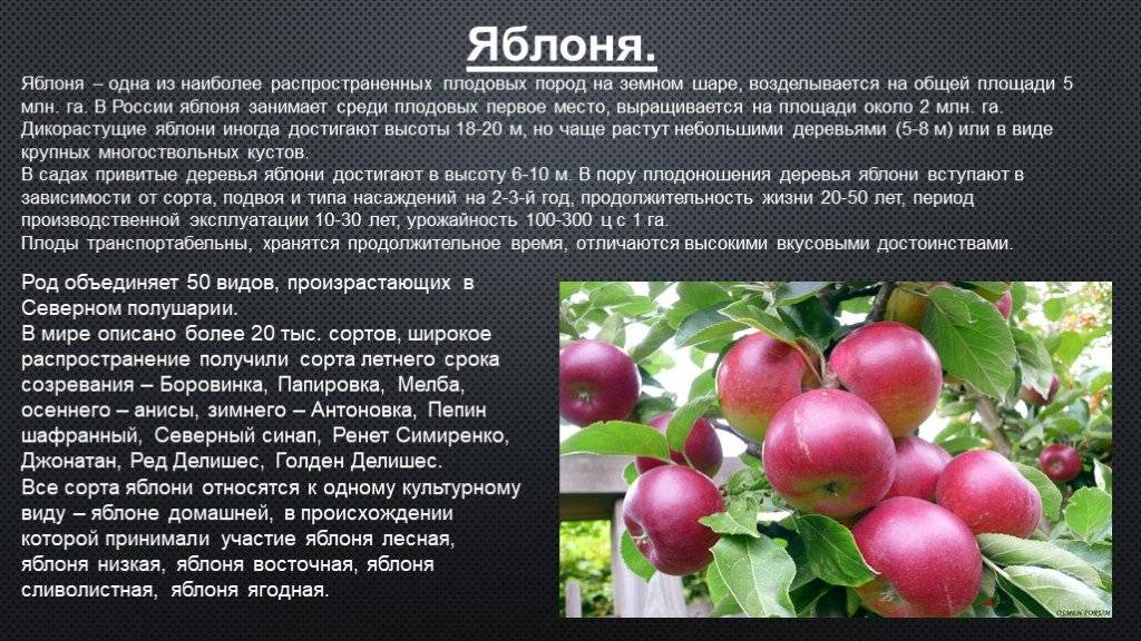 Почему опадают яблоки с яблони раньше поспевания: причины и их устранение