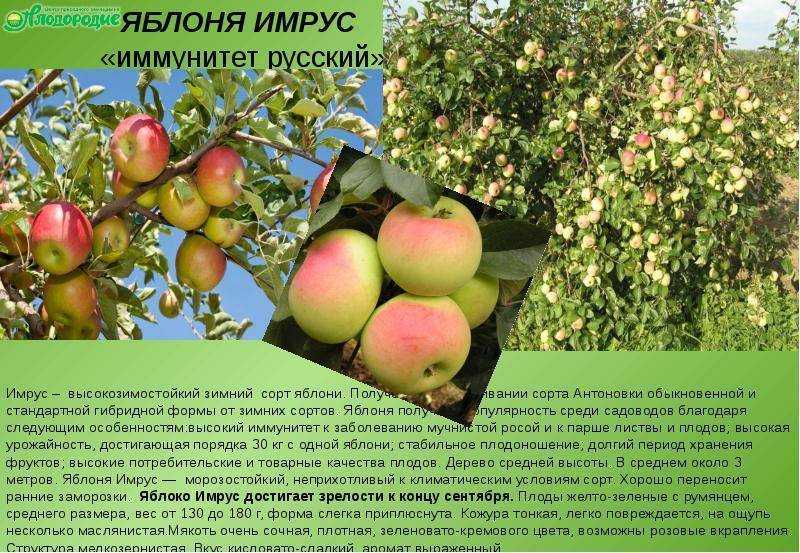 Описание сорта яблони аркадик: фото яблок, важные характеристики, урожайность с дерева