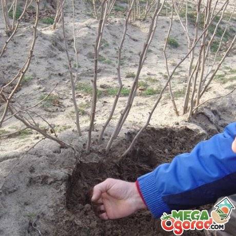 Как растет фундук (орешник): как посадить из ореха, когда цветет