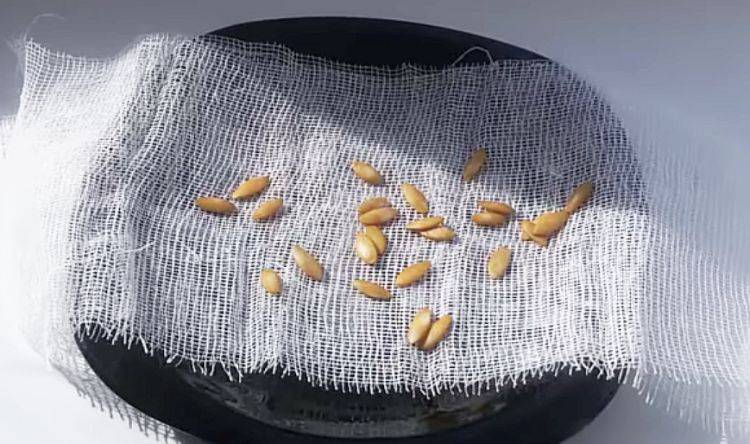 Особенности замачивания семян огурцов перед посадкой: когда начинать, как и в чем замачивать, как сажать — когда замачивать семена огурцов для рассады