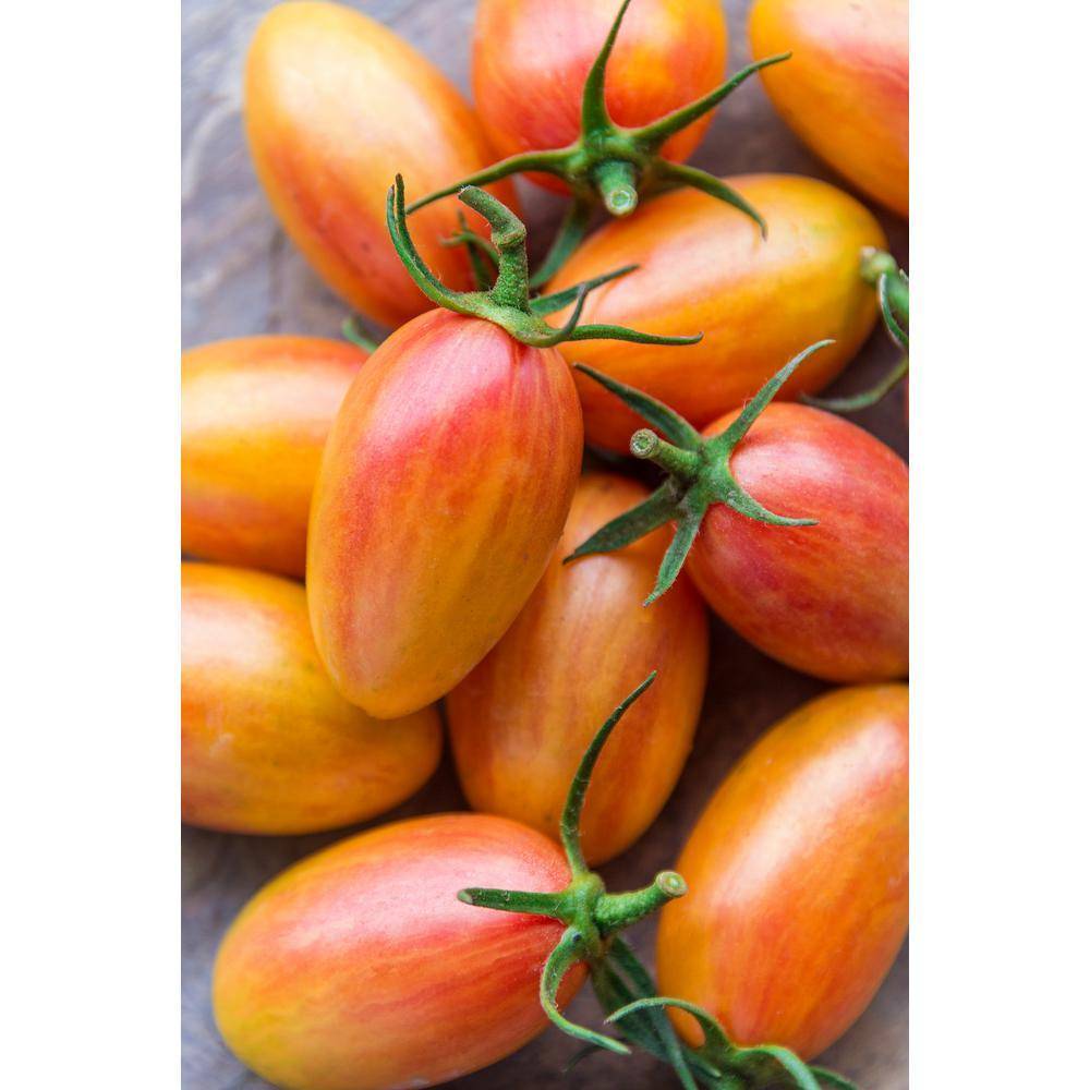 Описание томата стыдливый румянец (blush) и особенности выращивания культуры