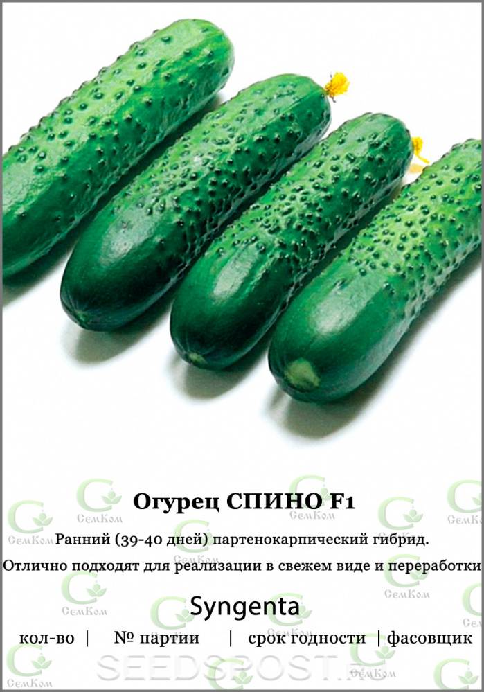 Огурец спино характеристика агротехника выращивания