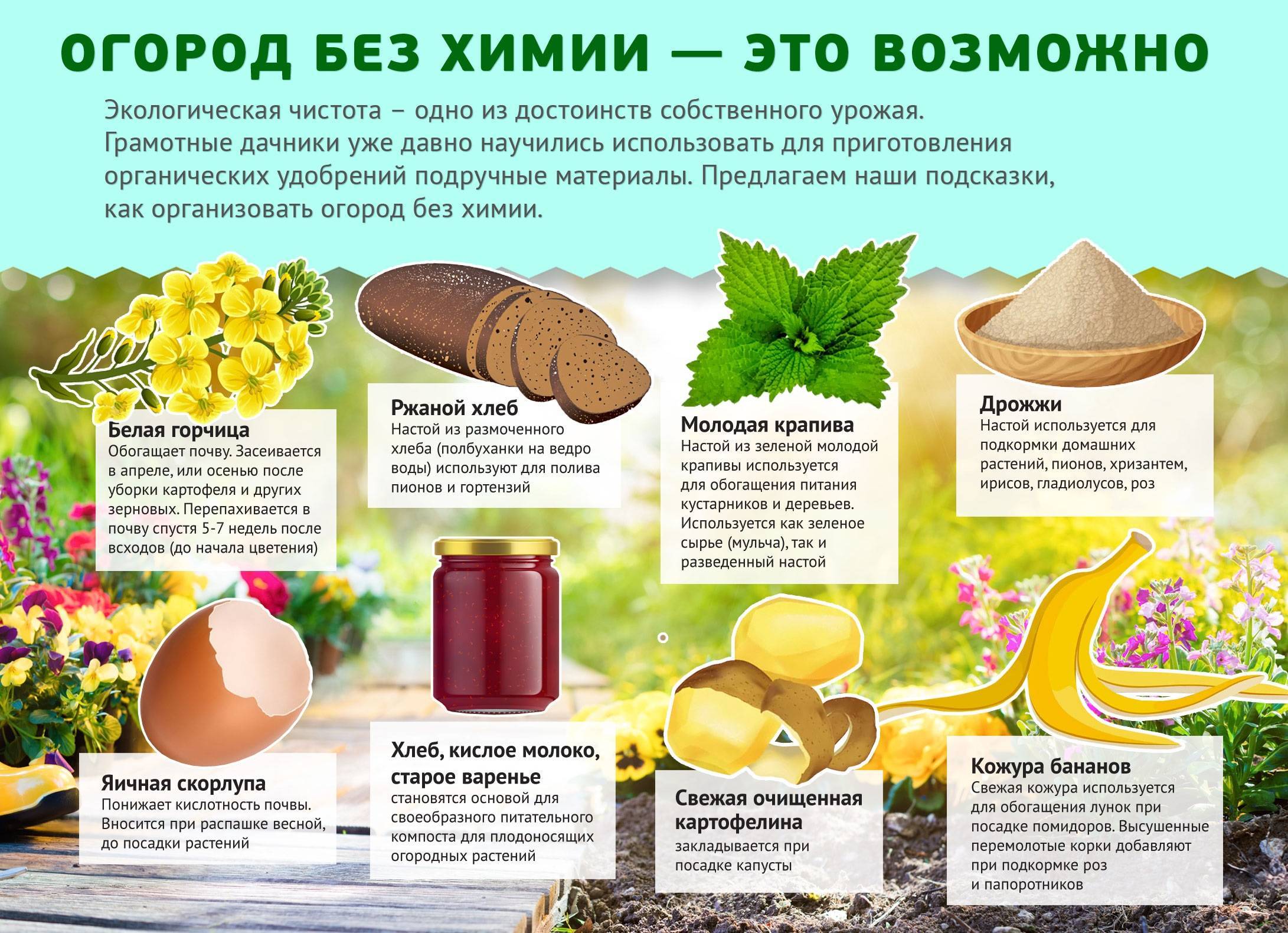 Чем подкормить клубнику весной — для хорошего урожая