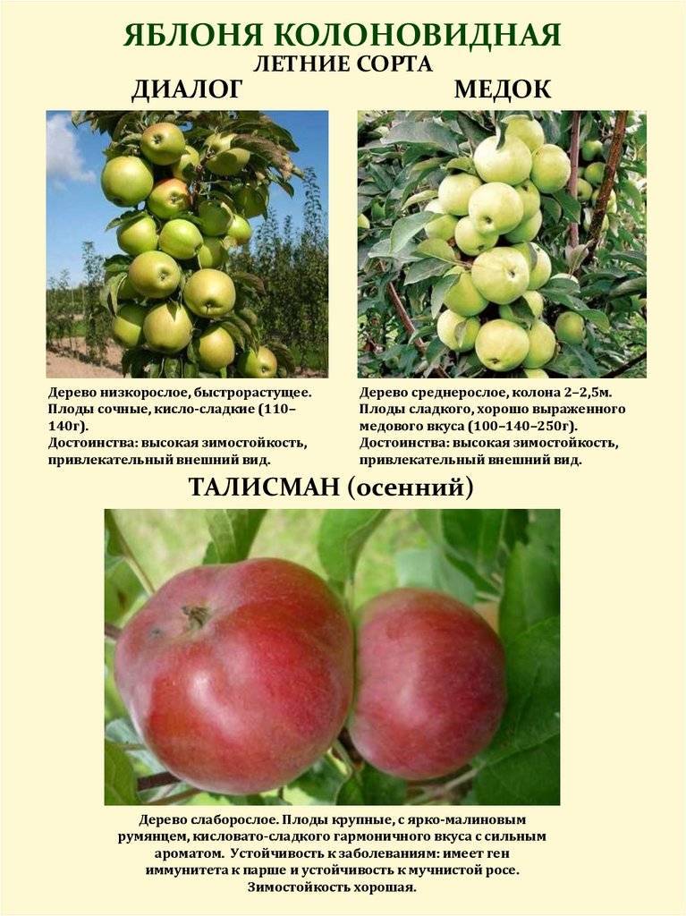 Яблоня арбат: особенности сорта и ухода