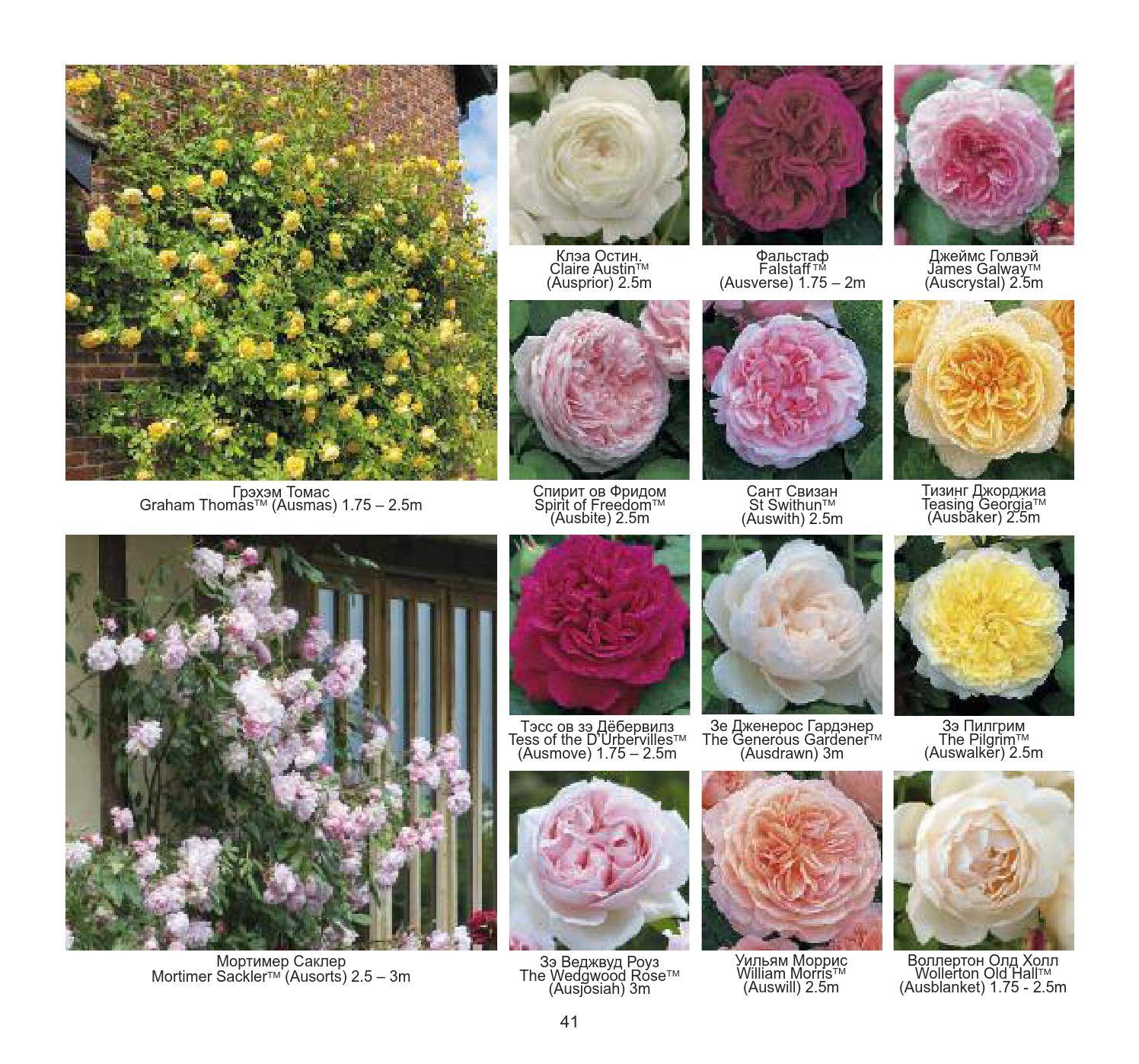 Сорта роз пионовидных фото и названиями