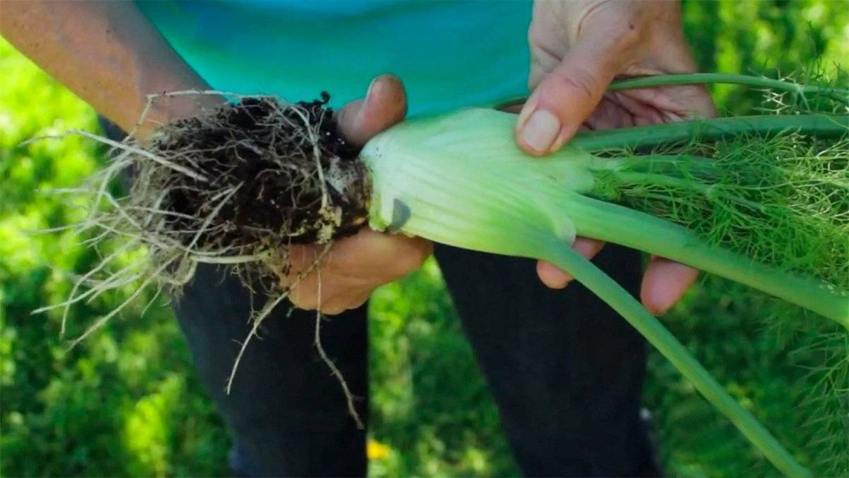 Выращивание фенхеля: как и когда сажать, уход в открытом грунте, полезные свойства