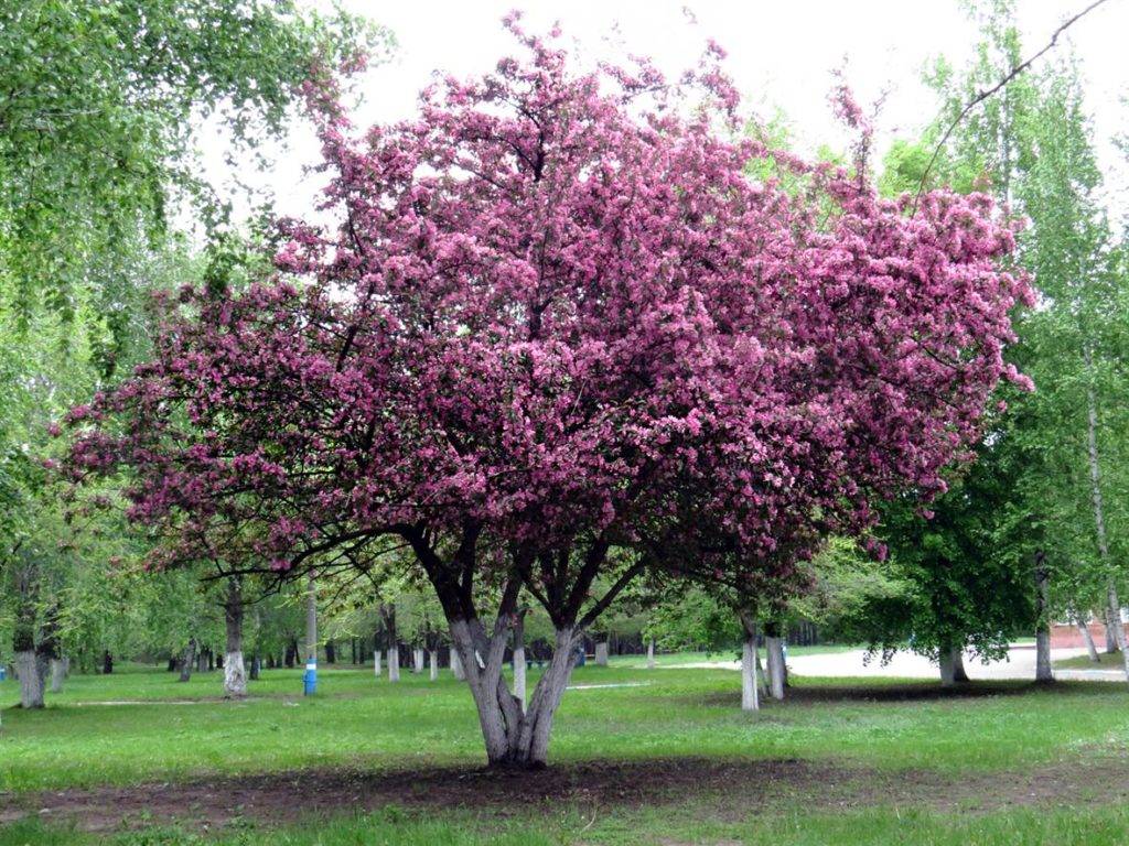 Яблоня недзвецкого: описание, посадка и уход за декоративным деревом