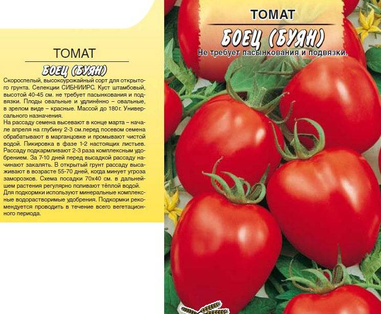 Сорт томата боец (буян): фото, отзывы, описание, характеристики.