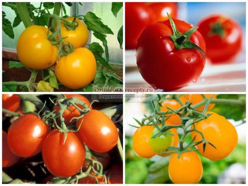 Описание фитофтороустойчивых сортов томатов для открытого грунта и теплицы
