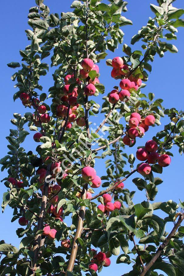 Идеальный осенний сорт яблони для любого сада — уралец