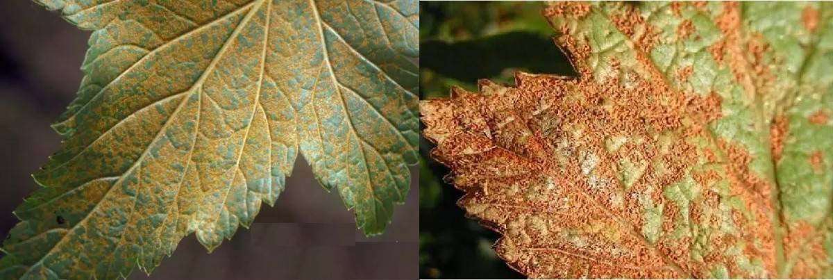 Причины и лечение белого налета на листьях смородины, чем обработать и как бороться