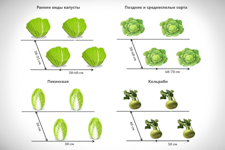 Схема высадки рассады капусты