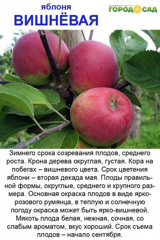 Яблоня «услада»