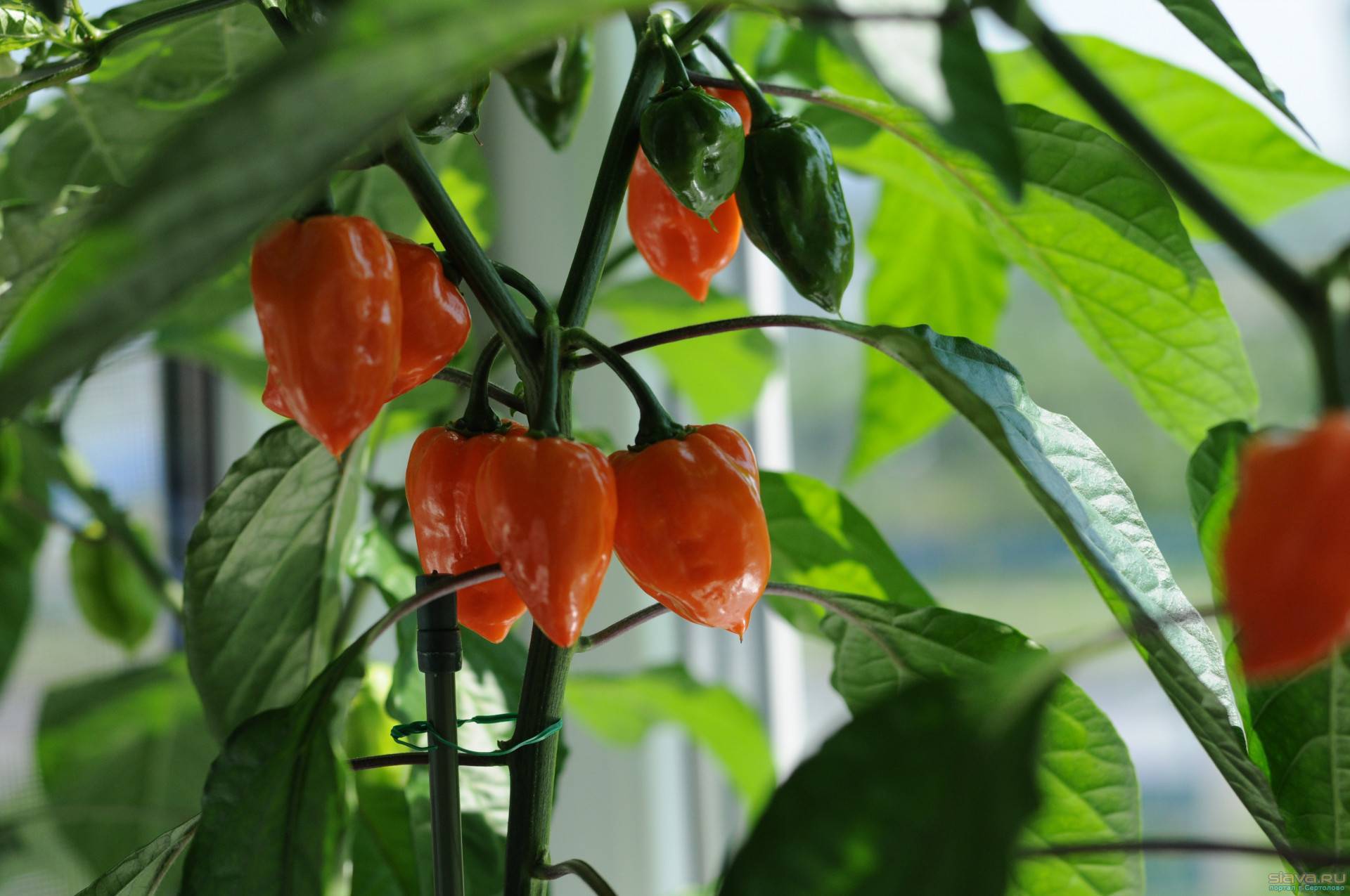 Перец хабанеро (habanero pepper): сорта с фото и описанием, отзывы, выращивание