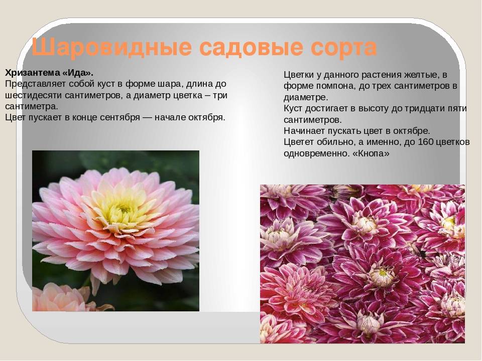 Многолетние хризантемы: сорта с описанием и фото
