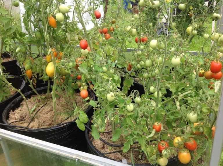 Выращивание томатов в ведрах: оригинальная технология