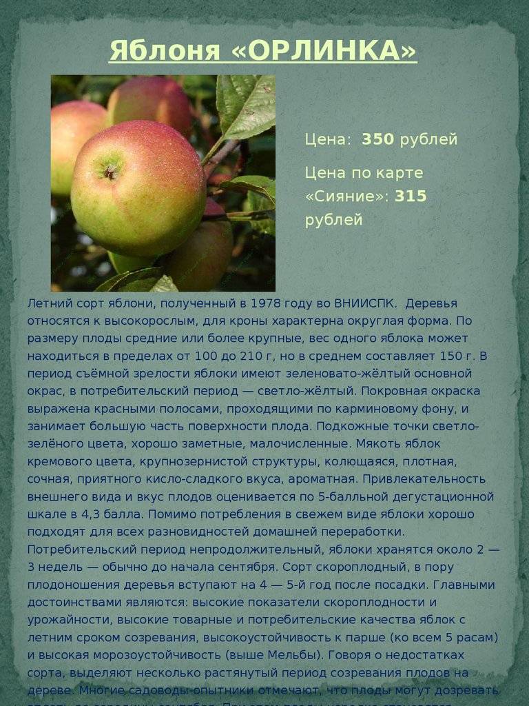 Скороплодная яблоня ветеран: описание, фото