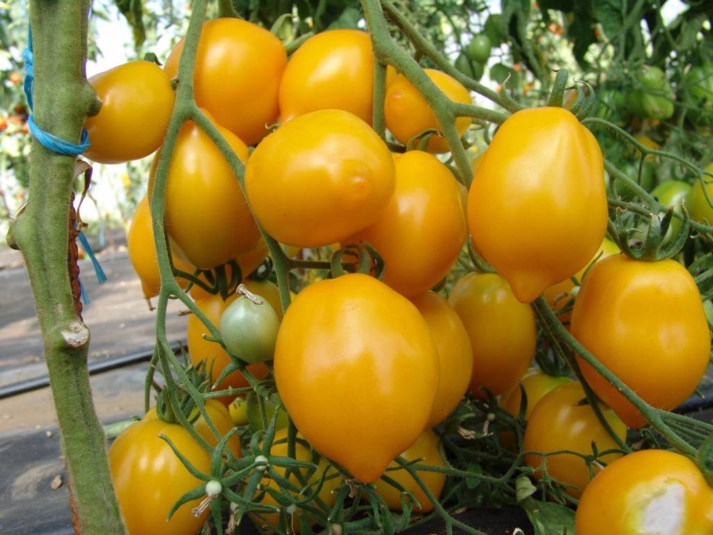 Сорта томатов с необычной окраской и формой плодов – дачные дела
