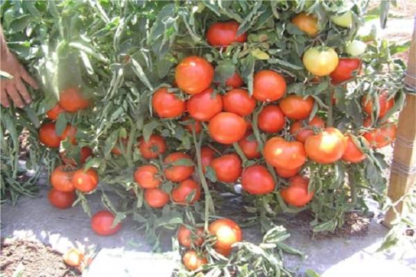 Лучшие новые сорта и гибриды томатов для теплицы и открытого грунта. список названий с фото — ботаничка