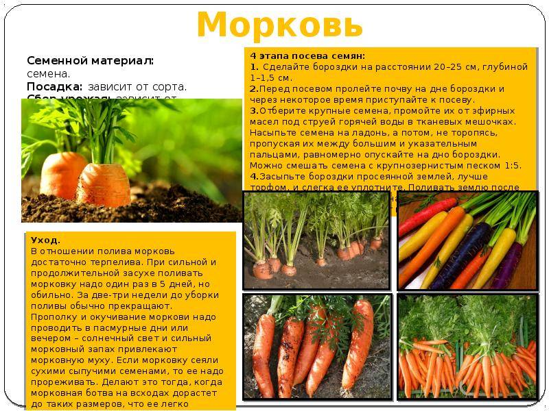 Черная морковь как выглядит где растет и стоит ли выращивать