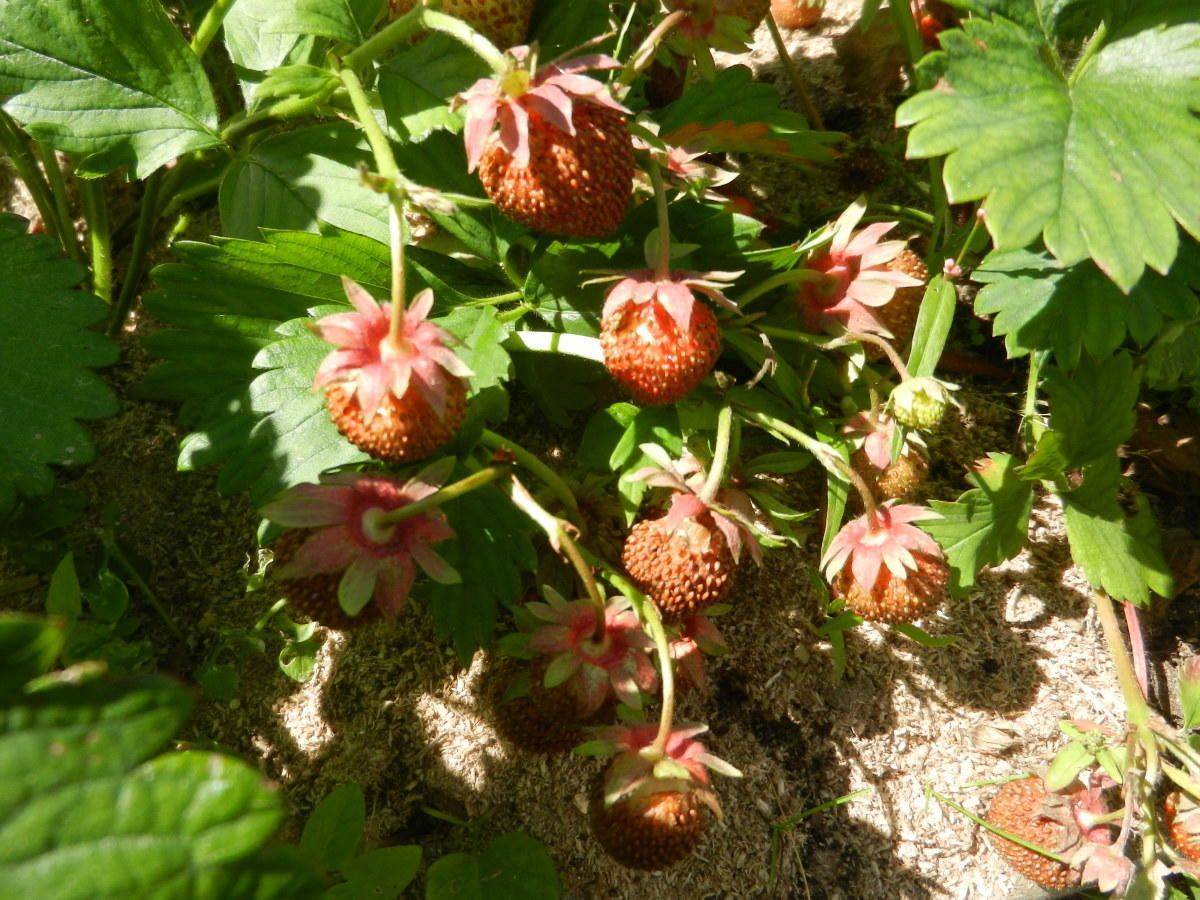 Почему не плодоносит клубника: 6 распространенных причин отсутствия ягод