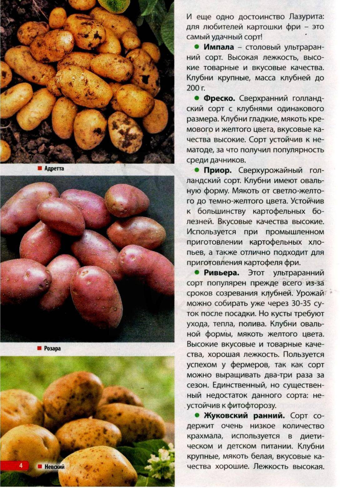 Описание и характеристики картофеля сорта Импала, посадка и уход