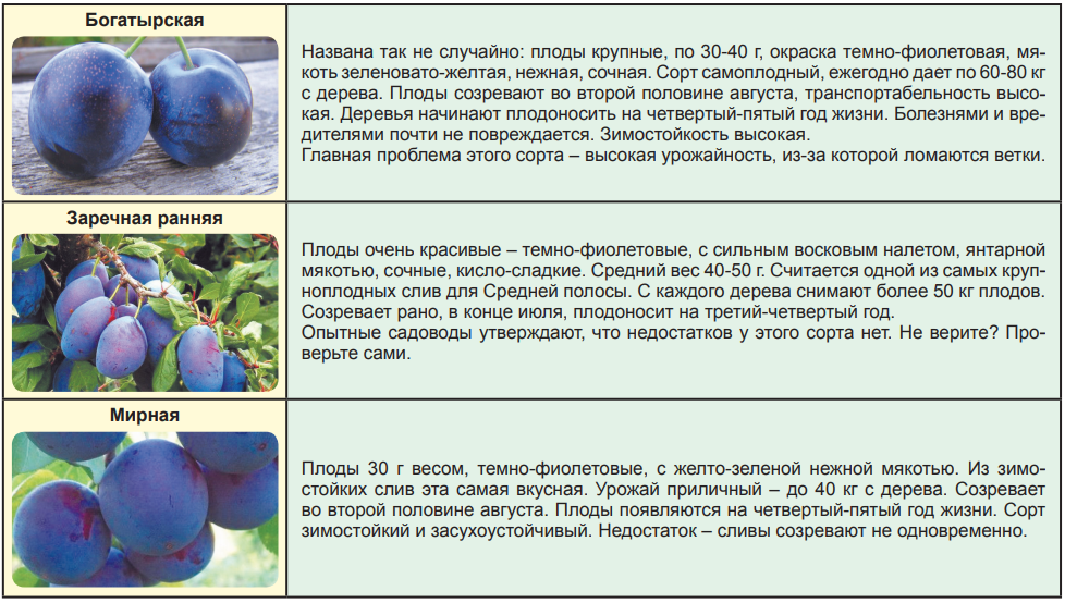 Особенности выращивания сливы в сибири - блогфермера