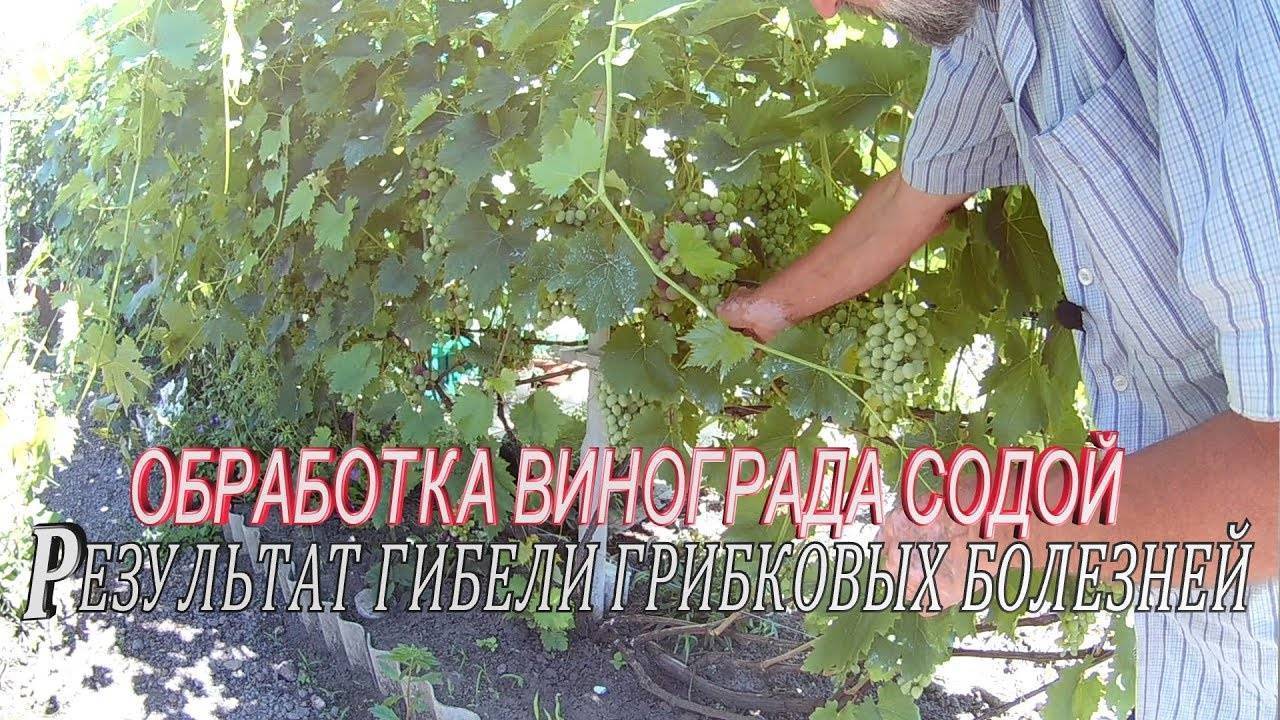 Обработка винограда в июле 2021 года от болезней и вредителей