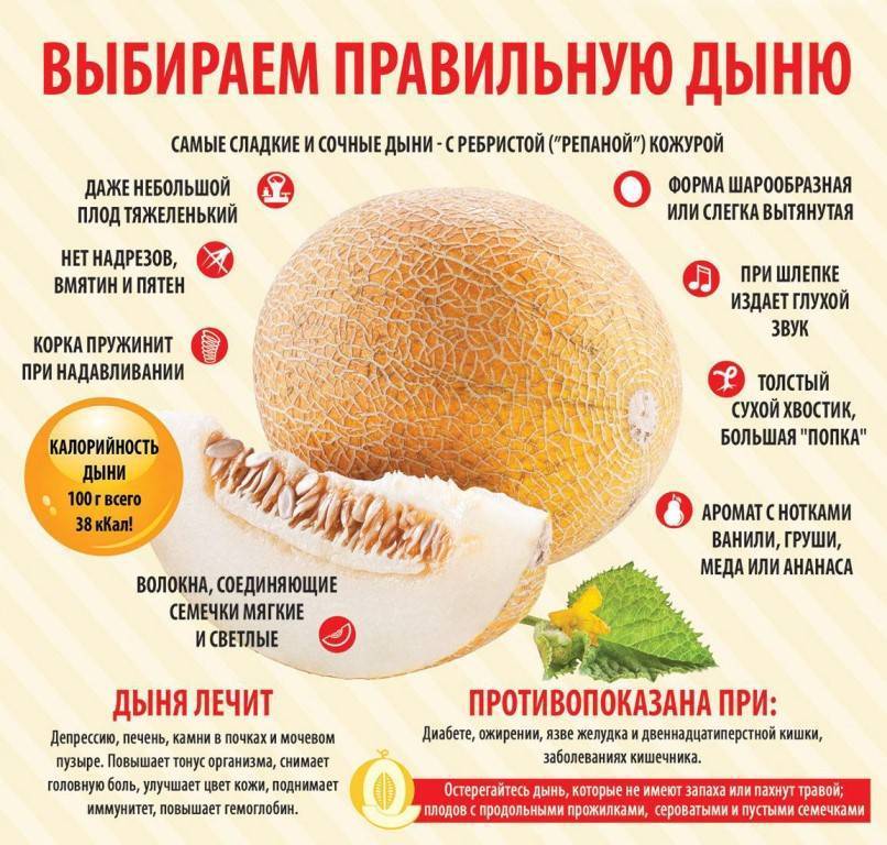 Дыня торпеда: описание сорта, польза и вред для человека, как выбрать спелую с фото