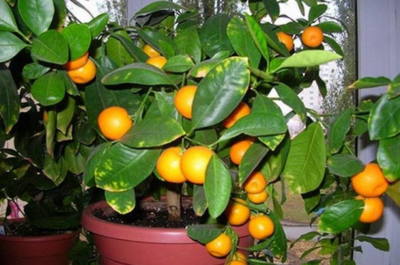 Апельсин из косточки в домашних условиях фото как растет