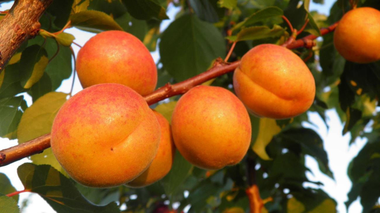 Низкорослые сорта абрикоса для средней полосы россии с фото