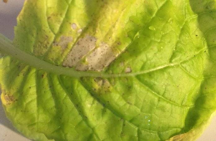 Почему желтеют листья у рассады капусты: в теплице, на подоконнике и в открытом грунте