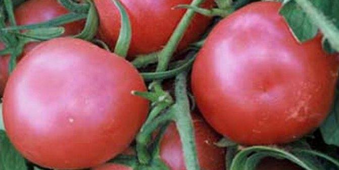 Розовые ранние помидоры. Томат малиновый натиск. Ультраранние сорта томатов. Томат Египетский.