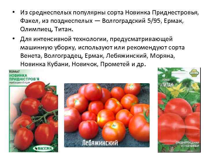Волгоградец томат описание сорта фото