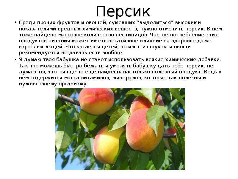 Персики: польза и вред для организма женщины и мужчины, сколько можно есть