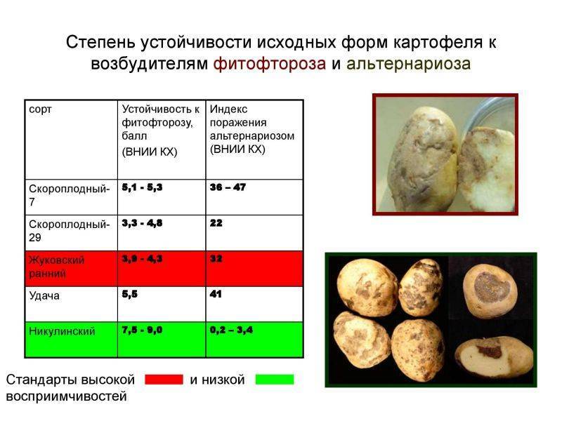 Болезни картофеля описание с фотографиями и способы лечения в открытом грунте