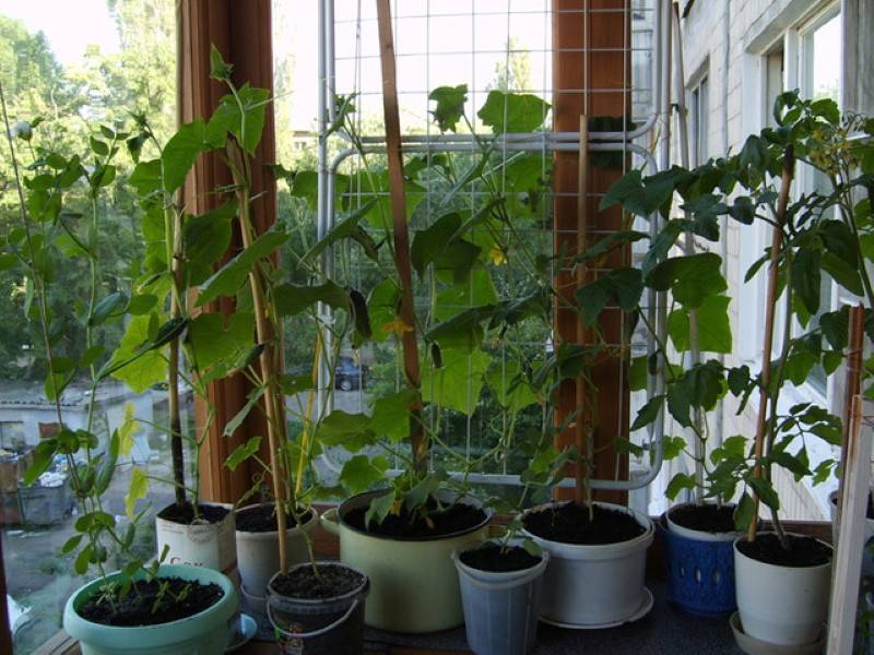 Домашние огурцы на балконе – выращивание
