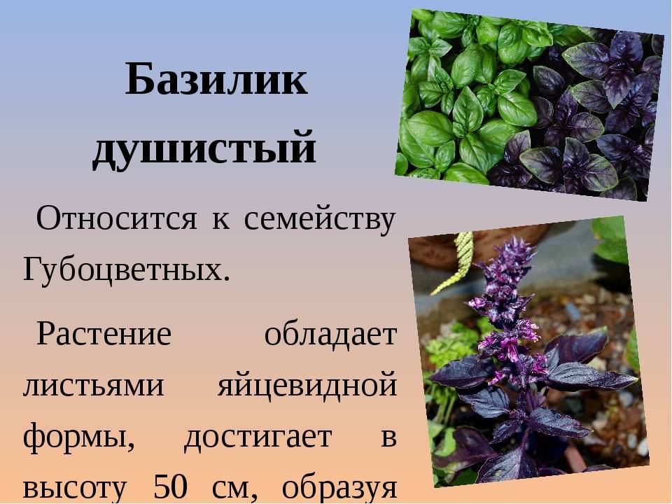 Базилик фото растения крупным планом полезные свойства