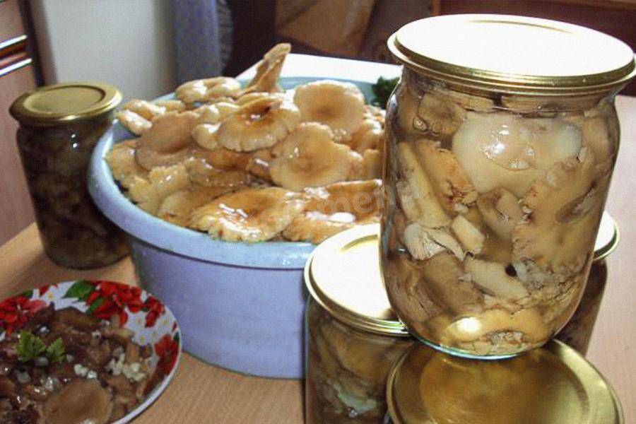 Самые лучшие рецепты засолки грибов: простые и вкусные способы как солить лесные грибы в банках, кастрюле, ведре и под гнетом в домашних условиях. какие грибы подходят для засолки, и сколько дней солят грибы?