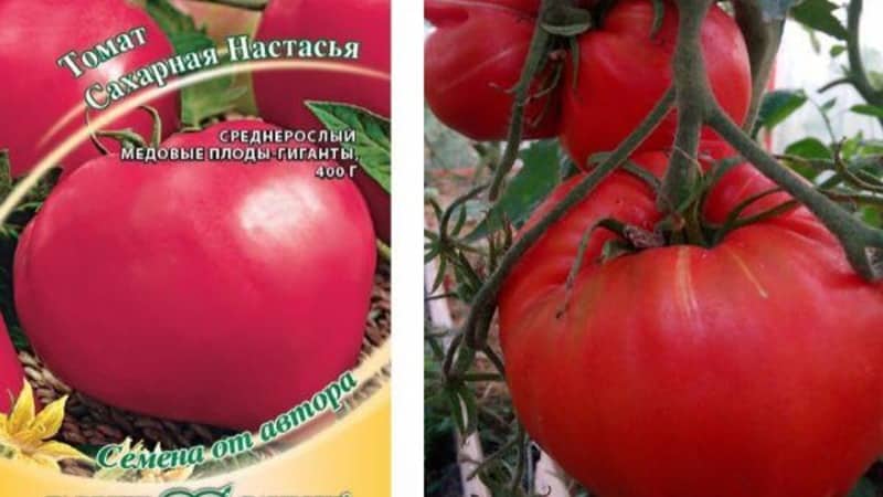 Томат сахарная настасья: описание сорта, отзывы и фото выращенных помидоров, секреты правильного ухода за ними