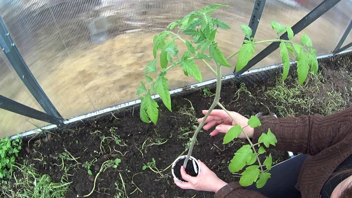 Как правильно высадить рассаду помидоров в теплицу и в огород: все секреты дачников