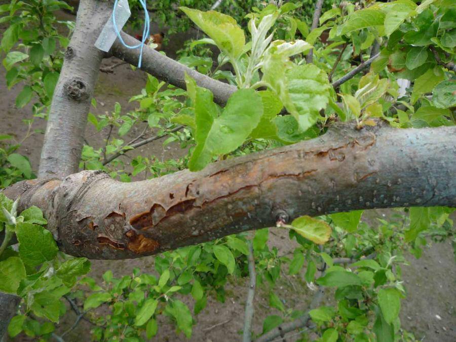 Что делать, если у яблони отслаивается кора: причины и лечение оголенного ствола