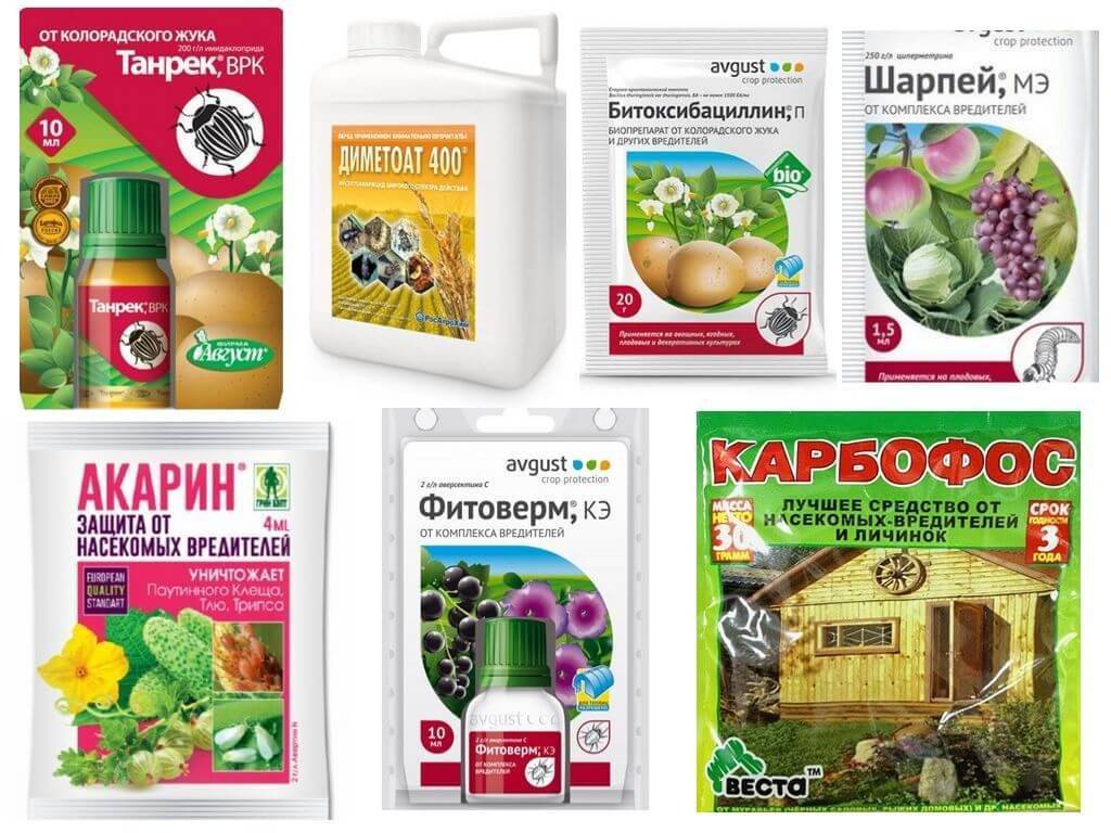 Как избавиться от вредителей капусты без химии - дачные советы.ру