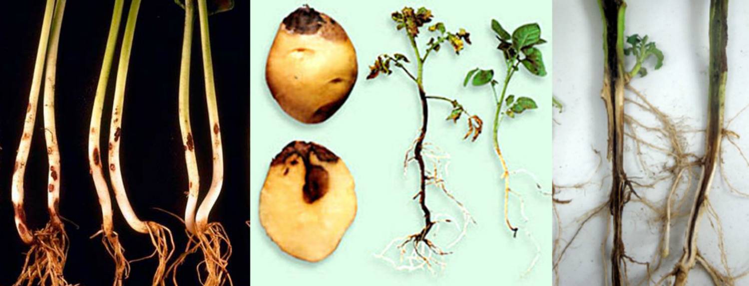 Болезни рассады капусты: описание с фотографиями и способы лечения | дача сад огород