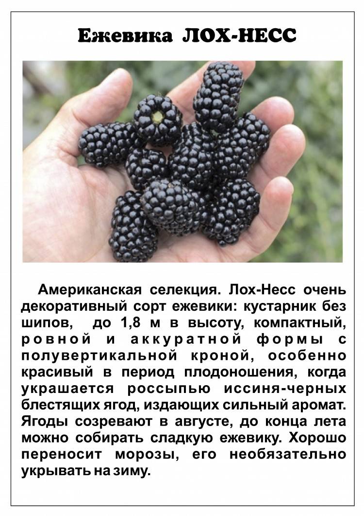 Ежевика честер: описание и характеристика сорта, посадка и уход, отзывы с фото